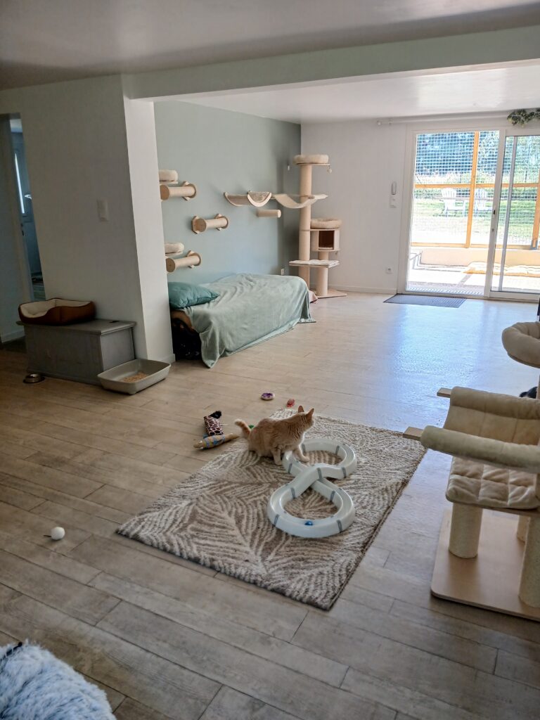 Espace intérieur du collectif de la pension pour chats.