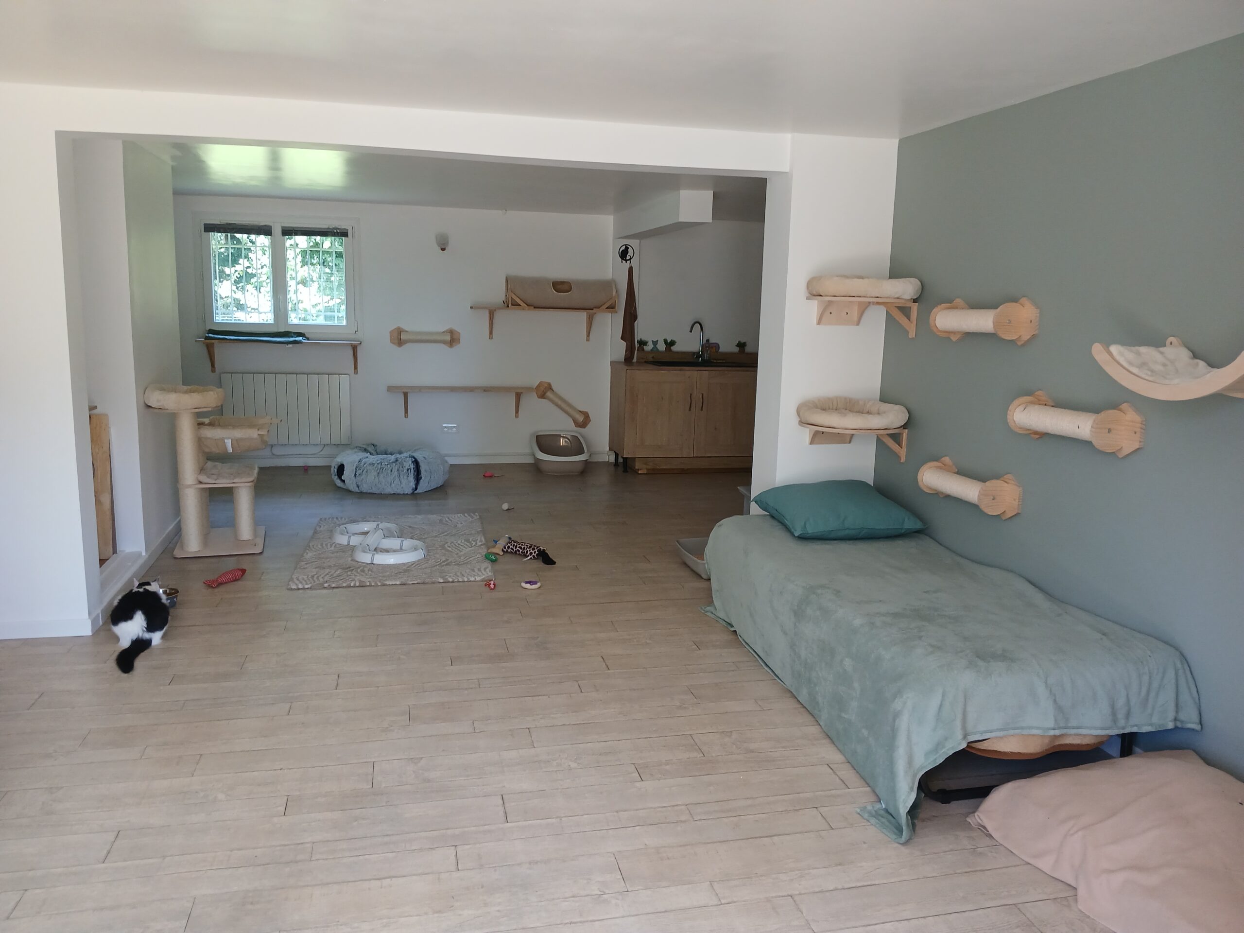 Pièce de jeux de l'espace intérieur du collectif de la pension pour chats.